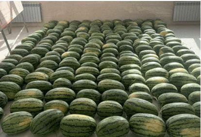 封闭学校吃瓜,封闭校园里的“瓜田”奇遇记