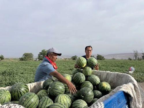 吃瓜人乳,一场关于健康与争议的探讨