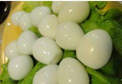 鸡鹌鹑吃瓜,欢乐吃瓜时光