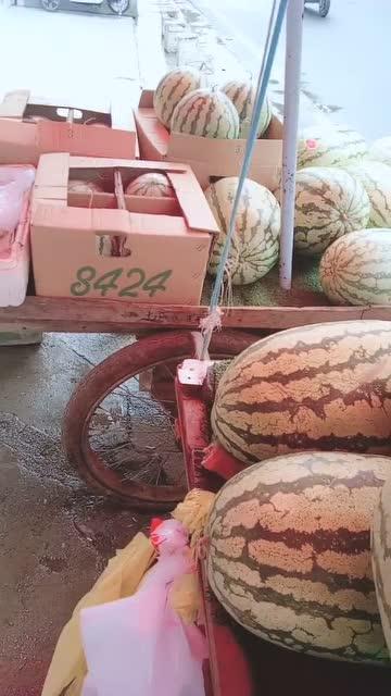 今天吃瓜好甜啊,甜蜜滋味尽享其中