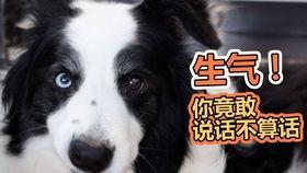 成都崇州吃瓜狗,探寻成都美食背后的趣味故事