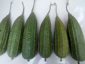 谢谢吃瓜的情景,一场趣味横生的网络社交盛宴