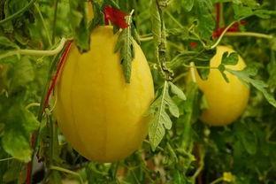 QQ黄吃瓜群,网络社交的另类现象