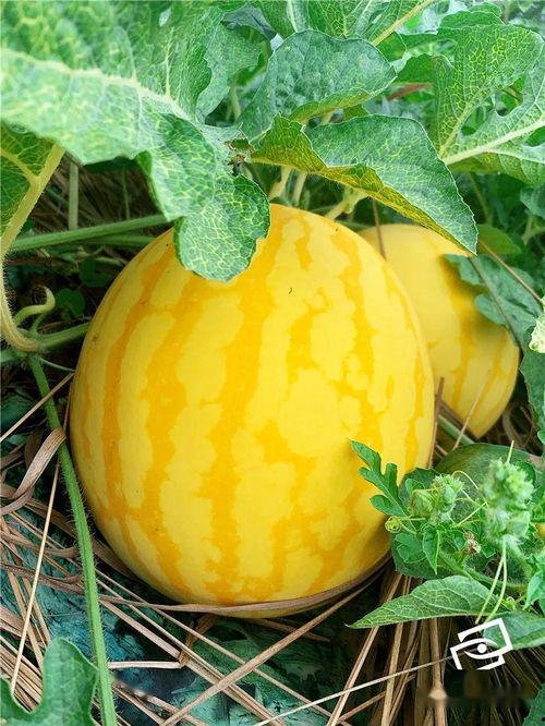 随处吃瓜,揭秘网络舆论背后的真相