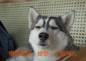 哈麻瓜怎么吃,轻松掌握美味吃法