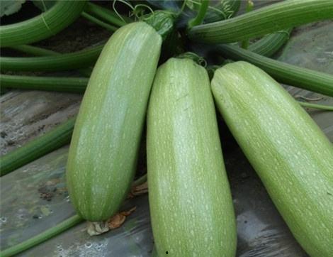 形容吃瓜的好处,健康生活新选择