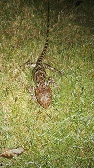 梦见吃五瓜金龙,五瓜金龙下的神秘食宴