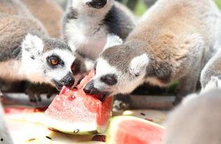 什么动物吃瓜好,揭秘哪些动物最爱吃瓜