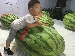 淮阳吃瓜群众事件,网络舆论的风暴与反思