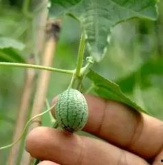 山西人吃小瓜还是大瓜,山西人偏爱小瓜还是大瓜？探寻地方饮食文化差异