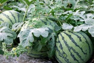 网红吃瓜视频鉴定