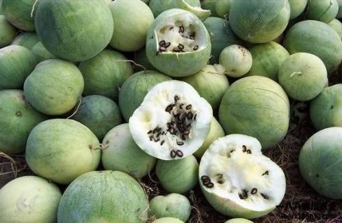 全球都在吃瓜视频,短视频时代的全民娱乐盛宴