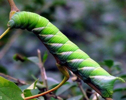 吃瓜叶的虫类