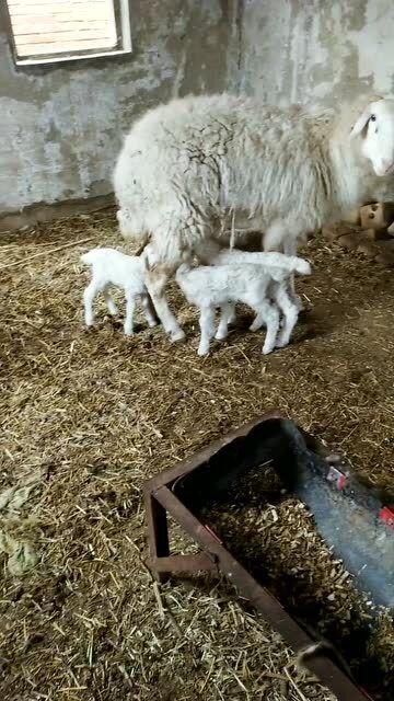 798小羊吃瓜,798小羊的瓜田奇遇记