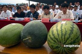 亳州吃瓜事件,一场网络热议背后的真相与反思