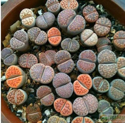 峡谷锤石吃瓜,吃瓜群众眼中的电竞风云