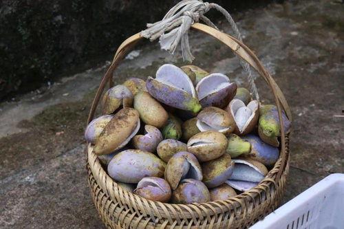 永泰小学吃瓜,欢乐校园，瓜香四溢