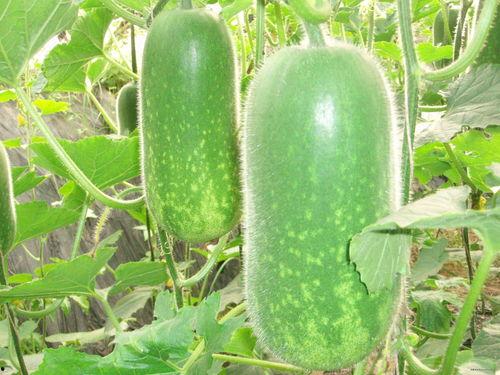 酒店吃瓜跳舞视频大全,吃瓜跳舞视频大全精彩回顾