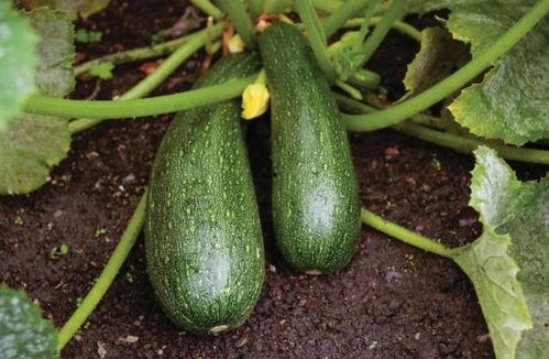 金秋吃瓜,一场味蕾与视觉的盛宴