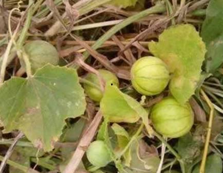 马泡瓜可以吃嘛怎么吃,马泡瓜的食用方法与美味体验