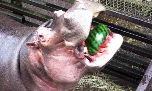 河马吃瓜原声,一场自然界的欢乐盛宴