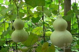 葫芦瓜孕妇怎么吃