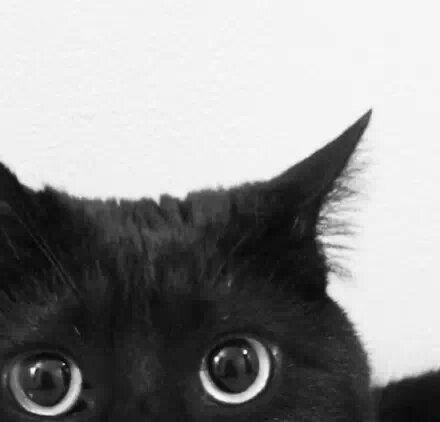 黑猫吃瓜情侣头像,情侣头像演绎甜蜜日常