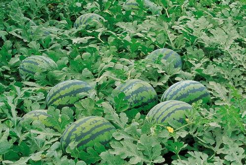 吃瓜樱花草,一场春日里的甜蜜邂逅