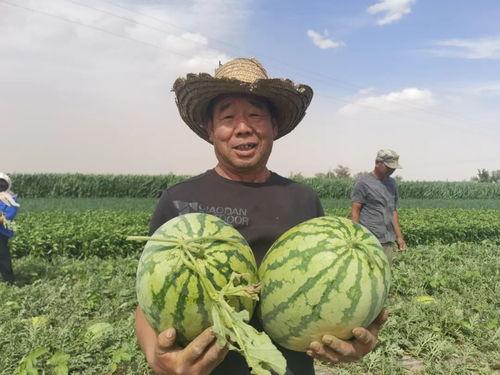 甘肃最近吃瓜,揭秘当地最新社会热点现象