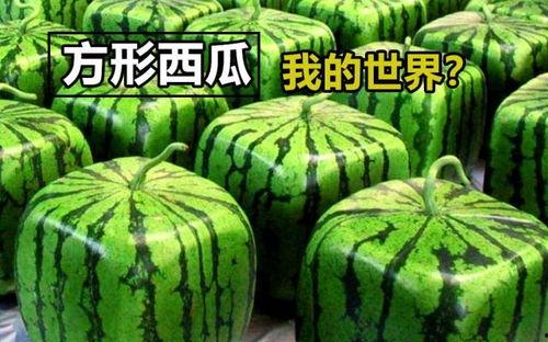 四川mc吃瓜,揭秘网络红人的幕后故事