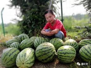 梦氏吃瓜,揭秘娱乐圈幕后故事