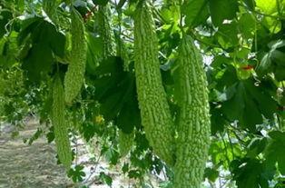 瓜虫吃,揭秘瓜果的天然守护者