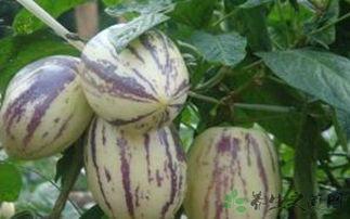 新冠吃茄瓜,茄瓜助力健康恢复