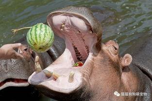 动物吃瓜图片,动物们的“甜蜜”盛宴
