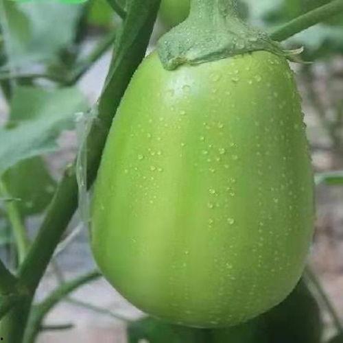 河南圆圆吃瓜,揭秘瓜农生活与乡村振兴之路