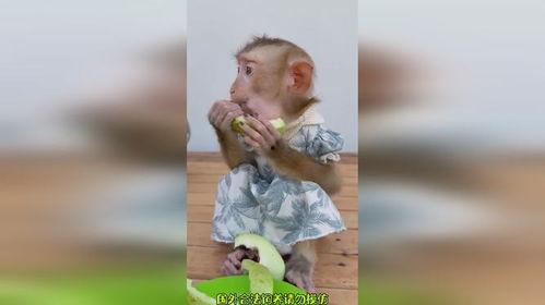 猴哥吃瓜故事,一场奇幻的瓜界冒险之旅