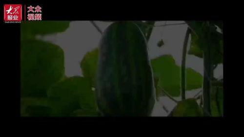 群众吃瓜视频大全,吃瓜群众视频大全，揭秘娱乐圈幕后故事