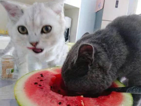 猫吃羊角瓜,羊角瓜的奇妙诱惑