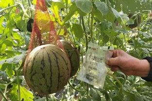 南京女销售事件吃瓜