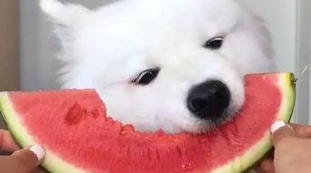 萨摩耶吃瓜完整视频